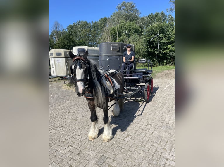 Cob Irlandese / Tinker / Gypsy Vanner Castrone 15 Anni 148 cm Pezzato in Santpoort noord