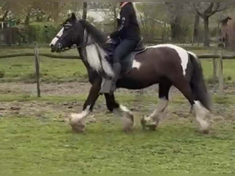 Cob Irlandese / Tinker / Gypsy Vanner Castrone 15 Anni 149 cm Pezzato in Sevenum
