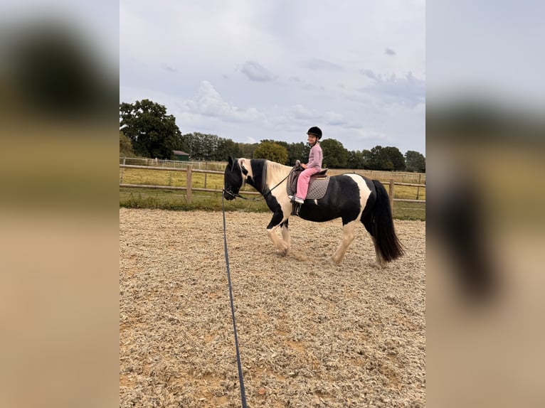 Cob Irlandese / Tinker / Gypsy Vanner Castrone 15 Anni 155 cm Pezzato in Wedemark