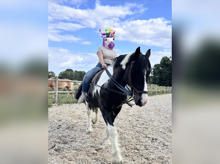 Cob Irlandese / Tinker / Gypsy Vanner Castrone 15 Anni 155 cm Pezzato in Wedemark