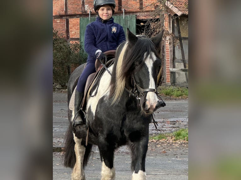 Cob Irlandese / Tinker / Gypsy Vanner Castrone 15 Anni 155 cm Pezzato in Wedemark