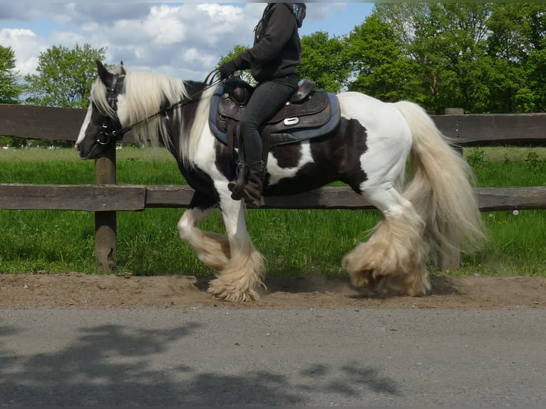 Cob Irlandese / Tinker / Gypsy Vanner Castrone 16 Anni 137 cm Pezzato in Lathen