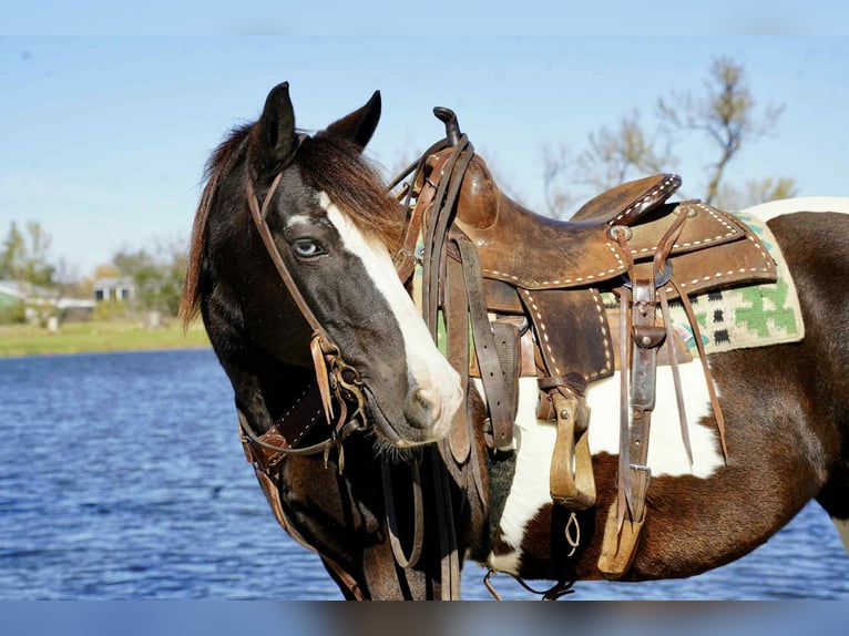 Cob Irlandese / Tinker / Gypsy Vanner Castrone 16 Anni 142 cm Tobiano-tutti i colori in brandon sd