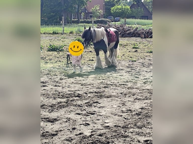 Cob Irlandese / Tinker / Gypsy Vanner Castrone 16 Anni 143 cm Bianco in Bösel