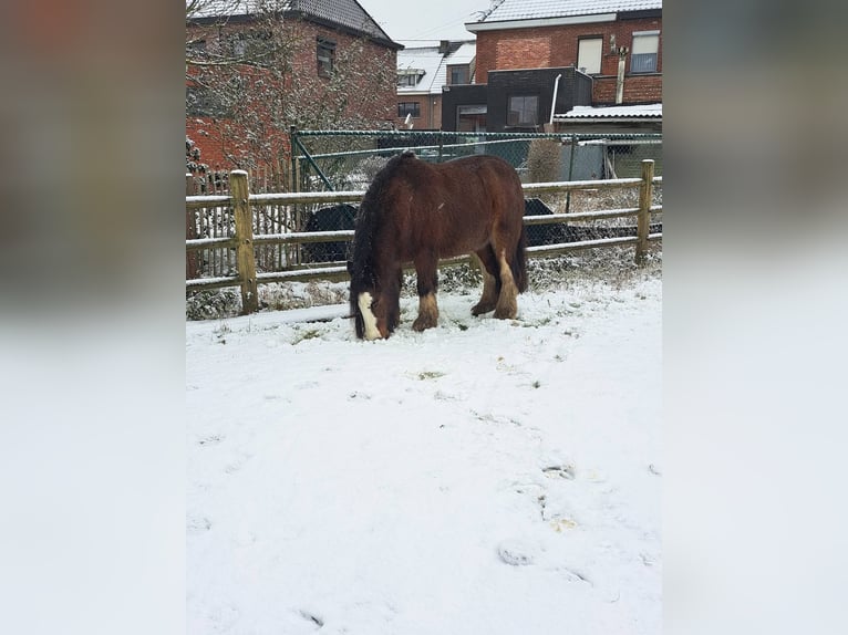 Cob Irlandese / Tinker / Gypsy Vanner Castrone 16 Anni 144 cm Baio in Aartselaar