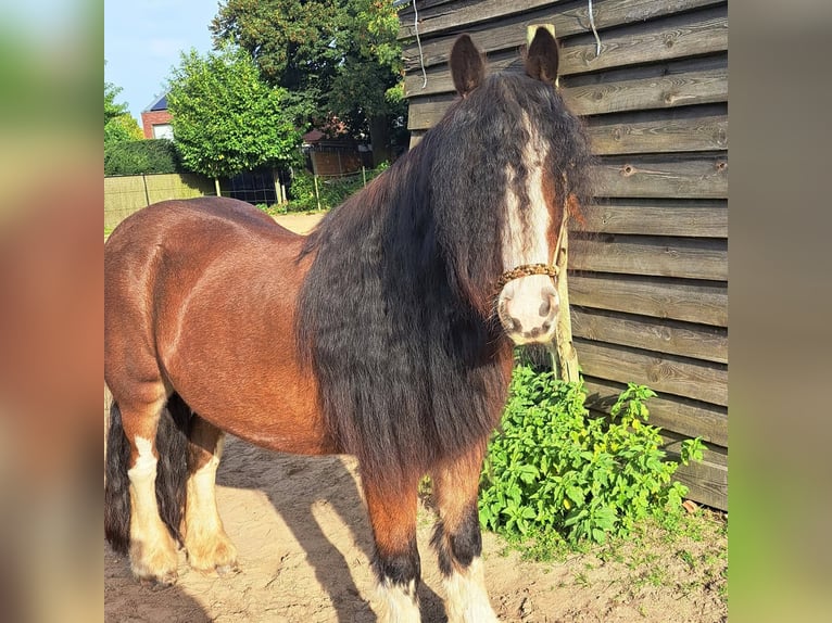 Cob Irlandese / Tinker / Gypsy Vanner Castrone 16 Anni 144 cm Baio in Aartselaar