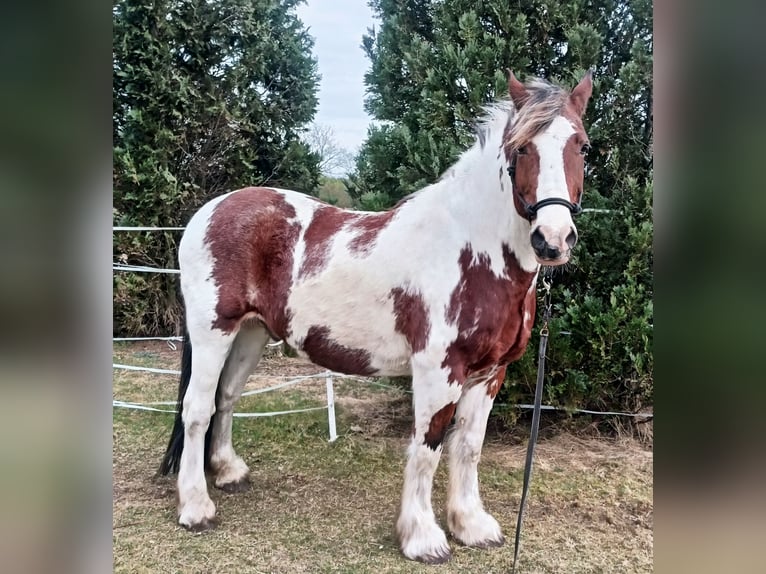 Cob Irlandese / Tinker / Gypsy Vanner Mix Castrone 16 Anni 160 cm Pezzato in Winsen (Aller)
