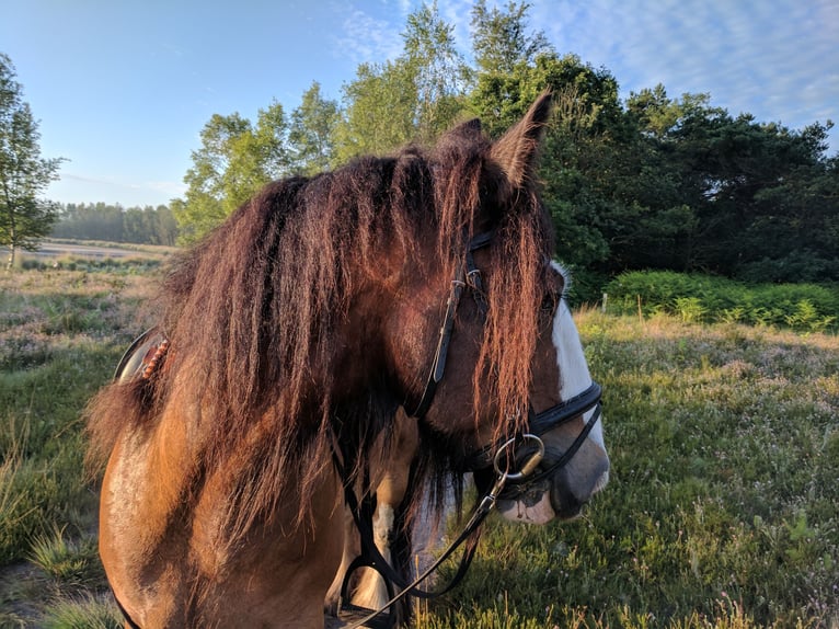 Cob Irlandese / Tinker / Gypsy Vanner Castrone 17 Anni 154 cm Baio in Oosterhout