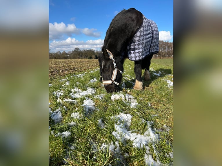 Cob Irlandese / Tinker / Gypsy Vanner Castrone 18 Anni 150 cm Morello in Bassum