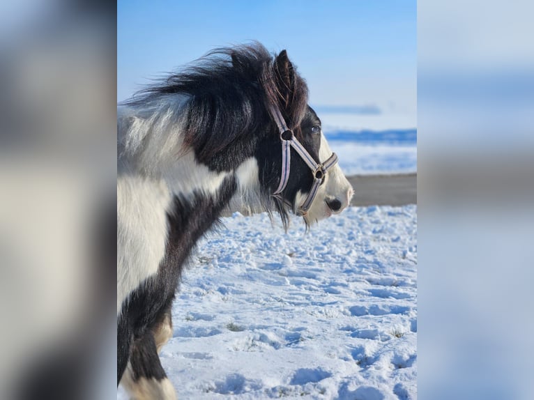 Cob Irlandese / Tinker / Gypsy Vanner Castrone 1 Anno 144 cm Pezzato in Buk