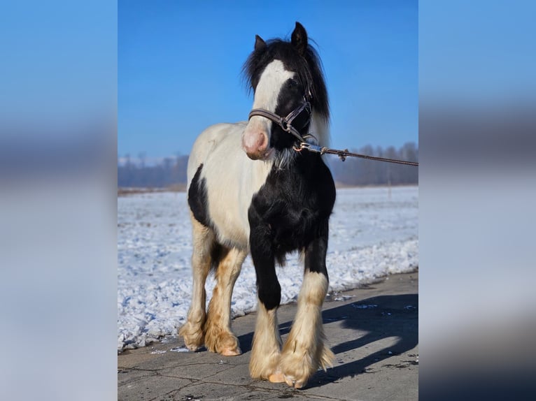 Cob Irlandese / Tinker / Gypsy Vanner Castrone 1 Anno 144 cm Pezzato in Buk