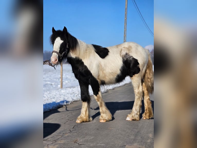 Cob Irlandese / Tinker / Gypsy Vanner Castrone 1 Anno 144 cm Pezzato in Buk