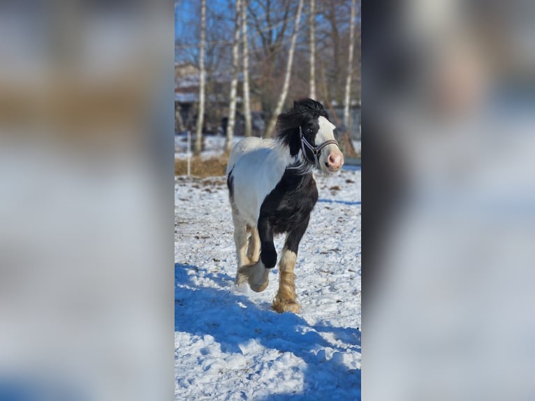 Cob Irlandese / Tinker / Gypsy Vanner Castrone 1 Anno 144 cm Pezzato in Buk