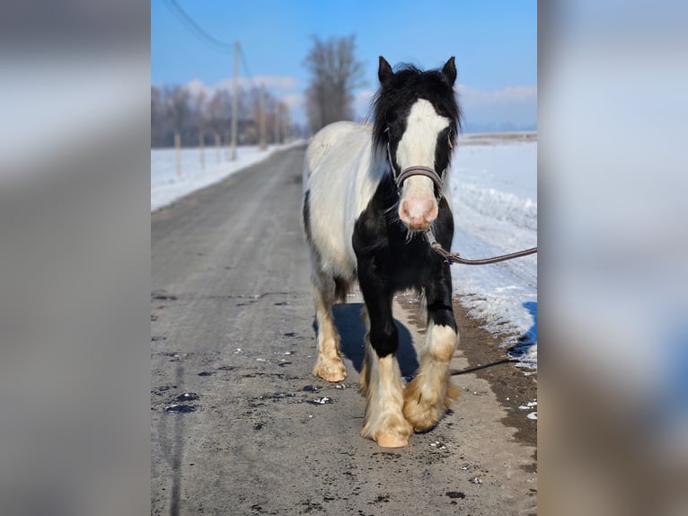 Cob Irlandese / Tinker / Gypsy Vanner Castrone 1 Anno 144 cm Pezzato in Buk