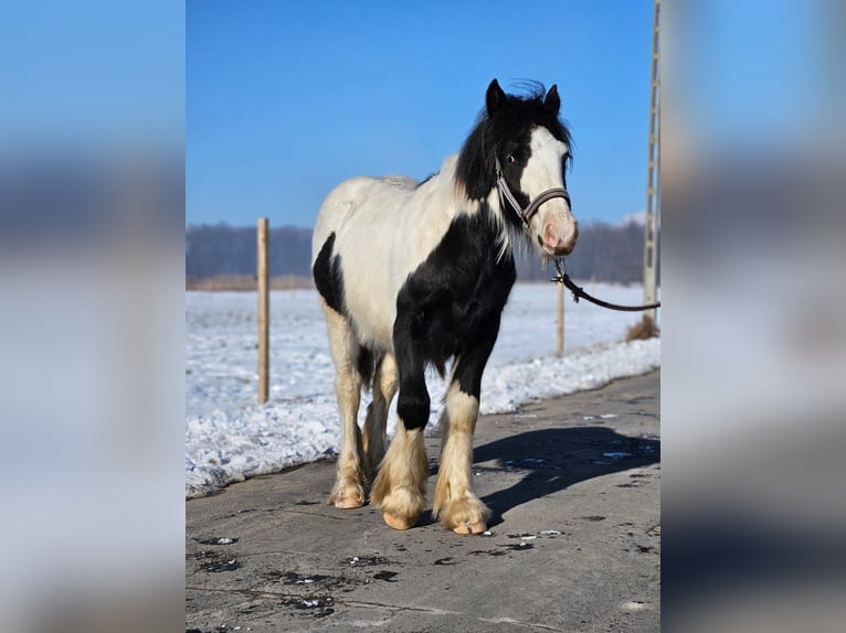 Cob Irlandese / Tinker / Gypsy Vanner Castrone 1 Anno 144 cm Pezzato in Buk