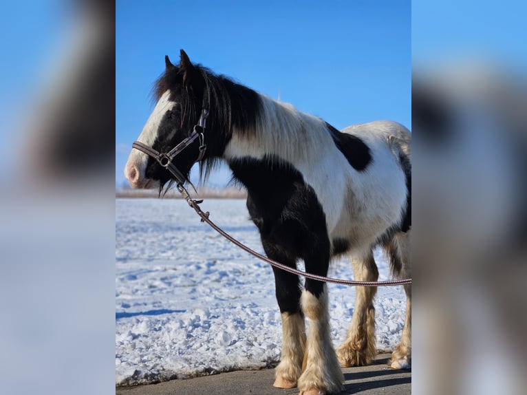 Cob Irlandese / Tinker / Gypsy Vanner Castrone 1 Anno 144 cm Pezzato in Buk