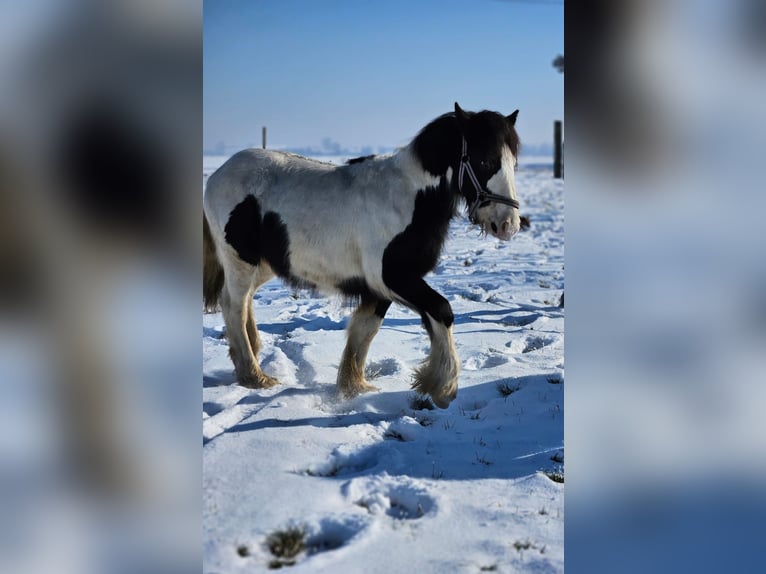 Cob Irlandese / Tinker / Gypsy Vanner Castrone 1 Anno 144 cm Pezzato in Buk