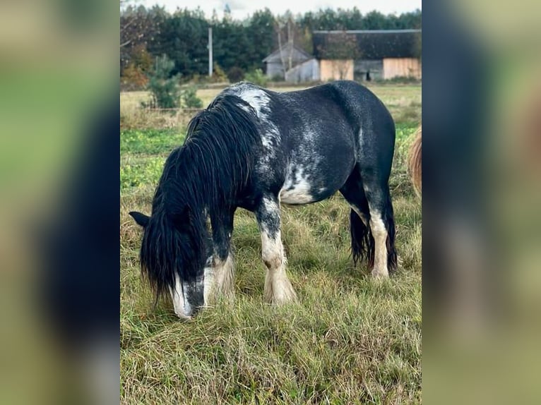 Cob Irlandese / Tinker / Gypsy Vanner Castrone 1 Anno 144 cm Pezzato in Buk