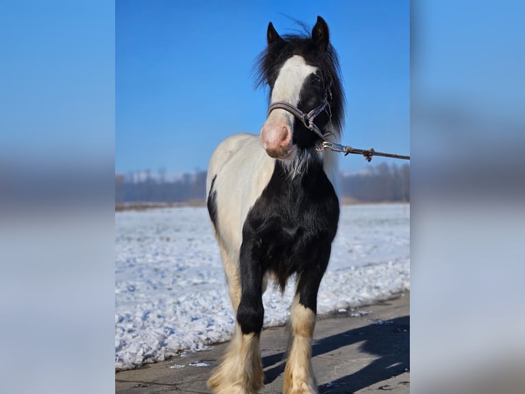Cob Irlandese / Tinker / Gypsy Vanner Castrone 1 Anno 144 cm Pezzato in Buk