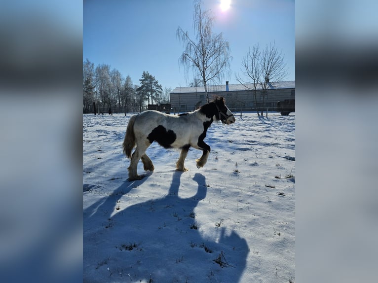 Cob Irlandese / Tinker / Gypsy Vanner Castrone 1 Anno 144 cm Pezzato in Buk