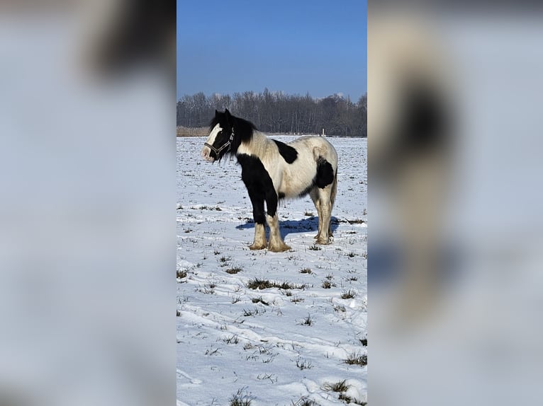 Cob Irlandese / Tinker / Gypsy Vanner Castrone 1 Anno 144 cm Pezzato in Buk