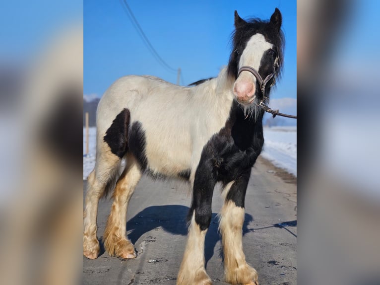 Cob Irlandese / Tinker / Gypsy Vanner Castrone 1 Anno 144 cm Pezzato in Buk