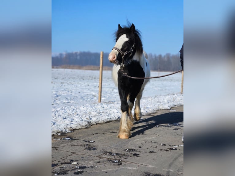 Cob Irlandese / Tinker / Gypsy Vanner Castrone 1 Anno 144 cm Pezzato in Buk