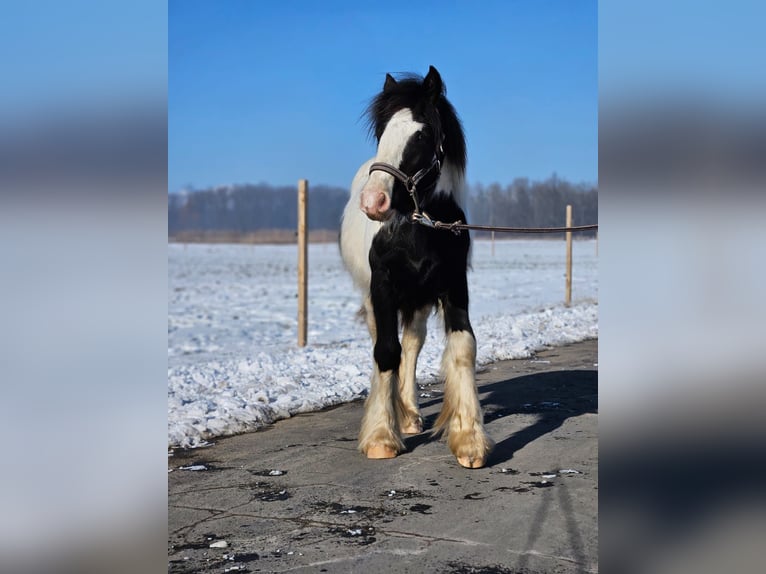 Cob Irlandese / Tinker / Gypsy Vanner Castrone 1 Anno 144 cm Pezzato in Buk