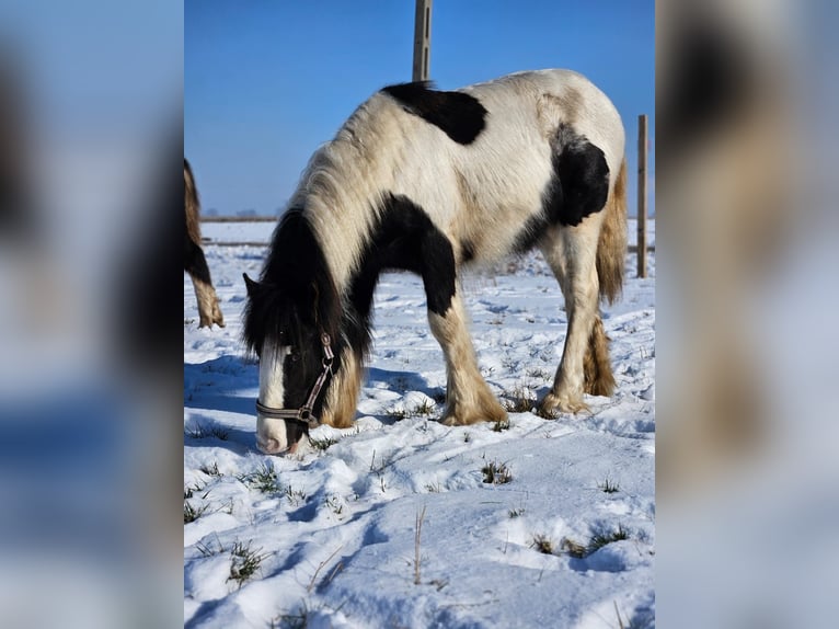Cob Irlandese / Tinker / Gypsy Vanner Castrone 1 Anno 144 cm Pezzato in Buk