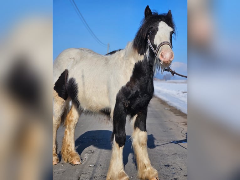 Cob Irlandese / Tinker / Gypsy Vanner Castrone 1 Anno 144 cm Pezzato in Buk