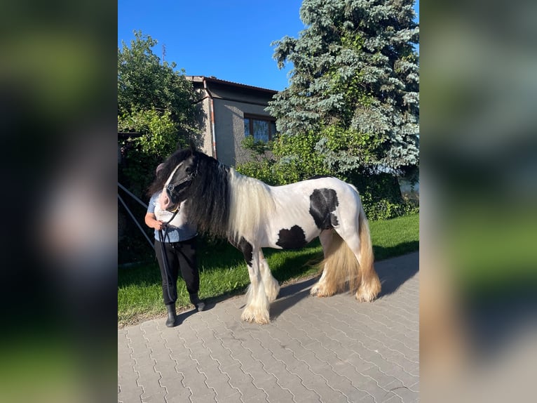 Cob Irlandese / Tinker / Gypsy Vanner Castrone 1 Anno 144 cm Pezzato in Buk