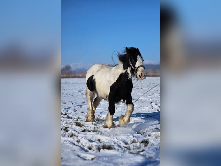 Cob Irlandese / Tinker / Gypsy Vanner Castrone 1 Anno 144 cm Pezzato in Buk