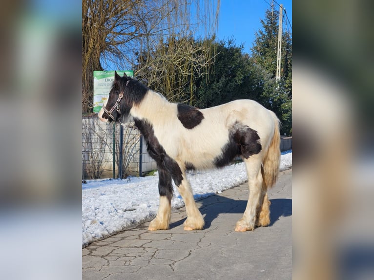 Cob Irlandese / Tinker / Gypsy Vanner Castrone 1 Anno 144 cm Pezzato in Buk