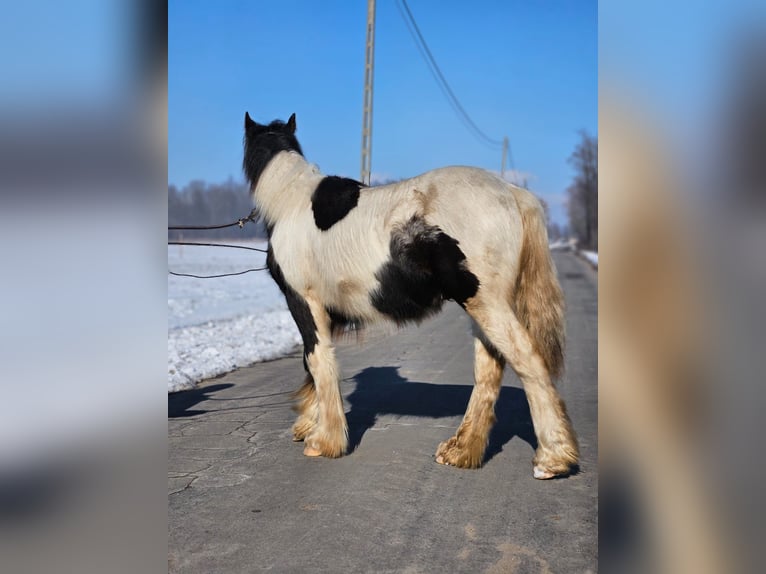 Cob Irlandese / Tinker / Gypsy Vanner Castrone 1 Anno 144 cm Pezzato in Buk