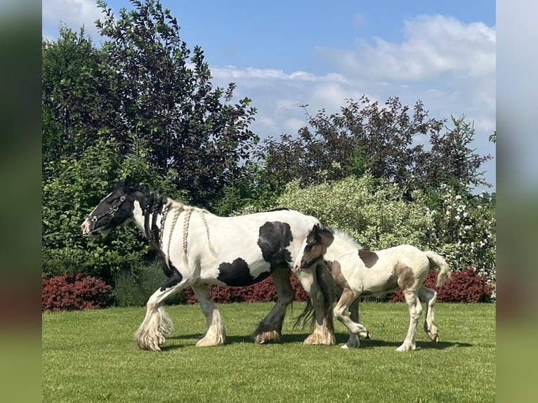 Cob Irlandese / Tinker / Gypsy Vanner Castrone 1 Anno 144 cm Pezzato in Buk