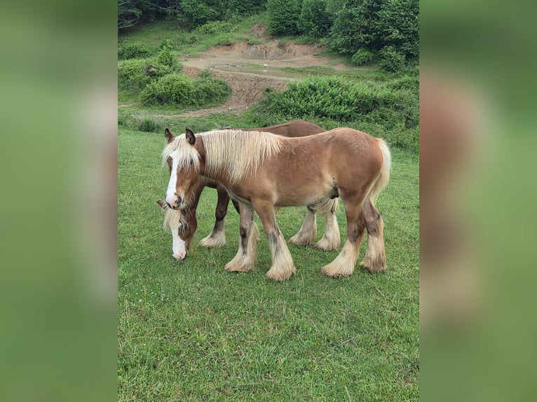 Cob Irlandese / Tinker / Gypsy Vanner Castrone 1 Anno 145 cm  in Seuilly