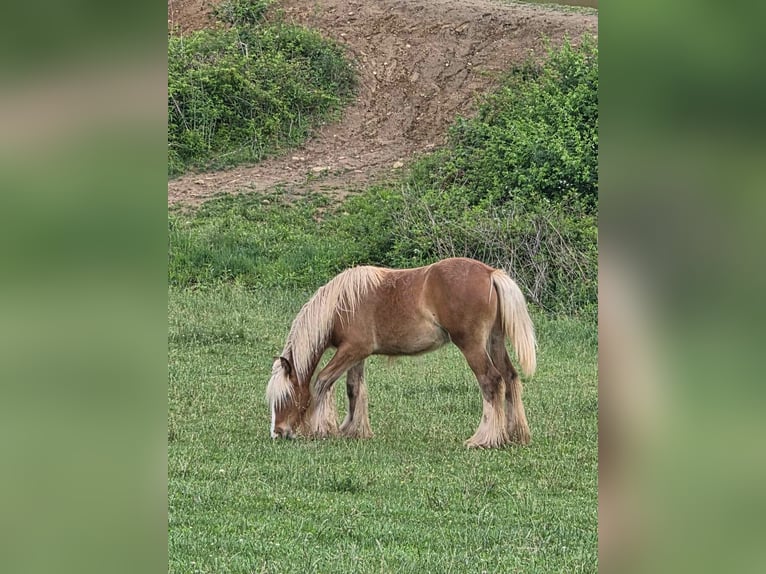 Cob Irlandese / Tinker / Gypsy Vanner Castrone 1 Anno 145 cm  in Seuilly