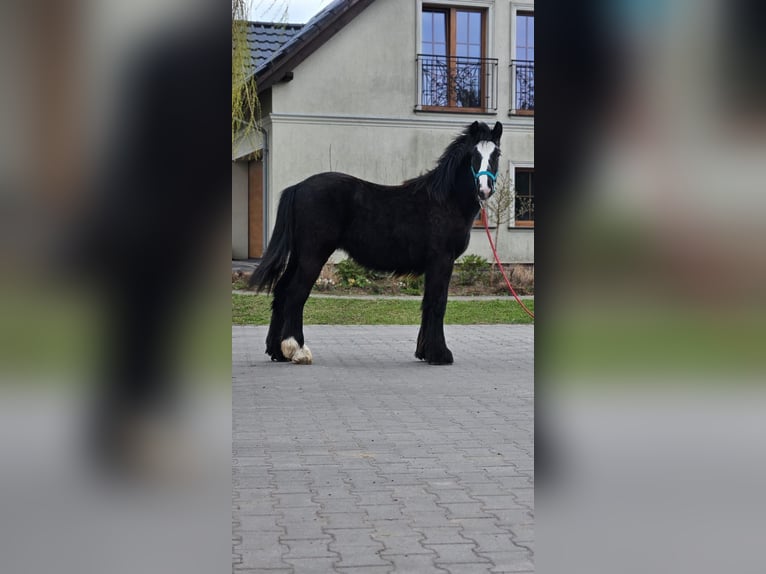 Cob Irlandese / Tinker / Gypsy Vanner Castrone 1 Anno 147 cm Morello in Buk