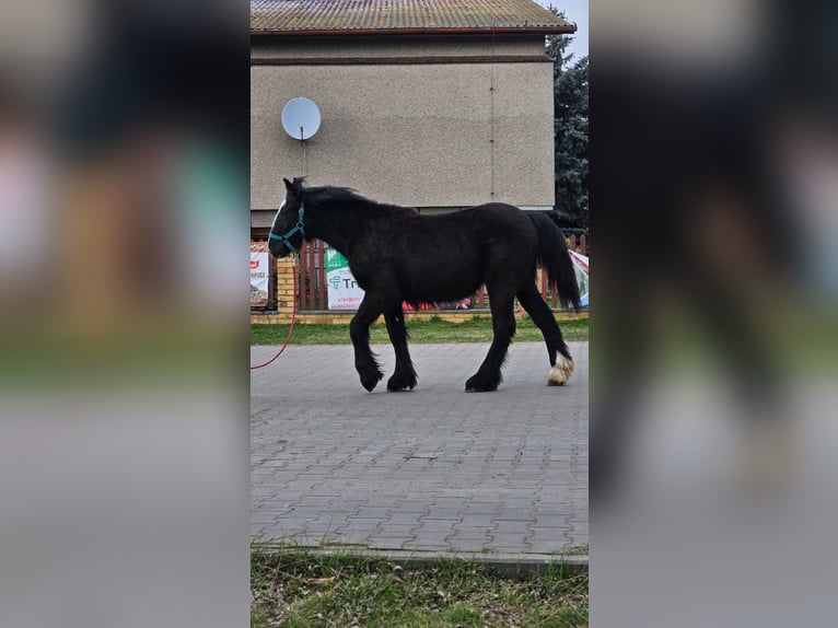 Cob Irlandese / Tinker / Gypsy Vanner Castrone 1 Anno 147 cm Morello in Buk