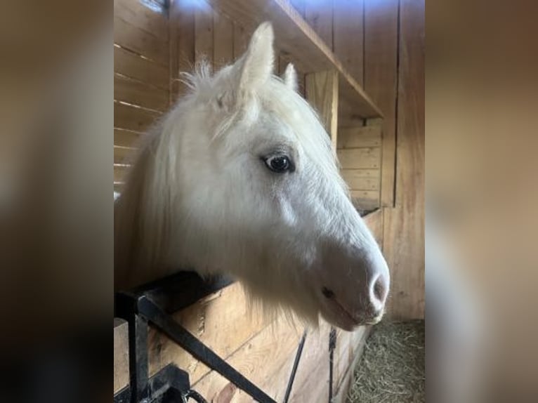 Cob Irlandese / Tinker / Gypsy Vanner Castrone 1 Anno 147 cm Palomino in Akron
