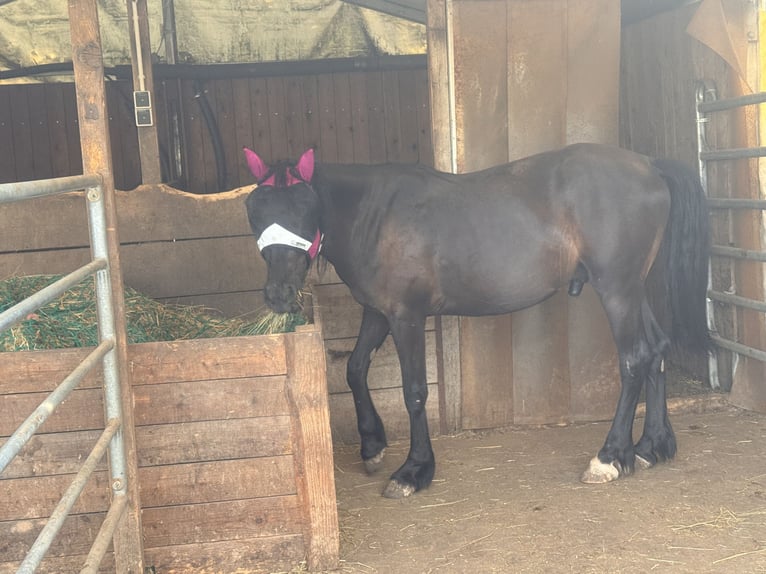 Cob Irlandese / Tinker / Gypsy Vanner Mix Castrone 2 Anni 140 cm Morello in Winnweiler