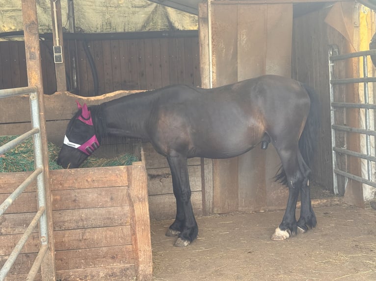 Cob Irlandese / Tinker / Gypsy Vanner Mix Castrone 2 Anni 140 cm Morello in Winnweiler