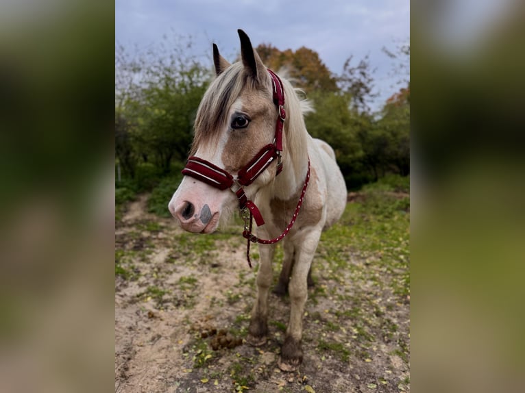 Cob Irlandese / Tinker / Gypsy Vanner Castrone 2 Anni 150 cm Pelle di daino in Sopot