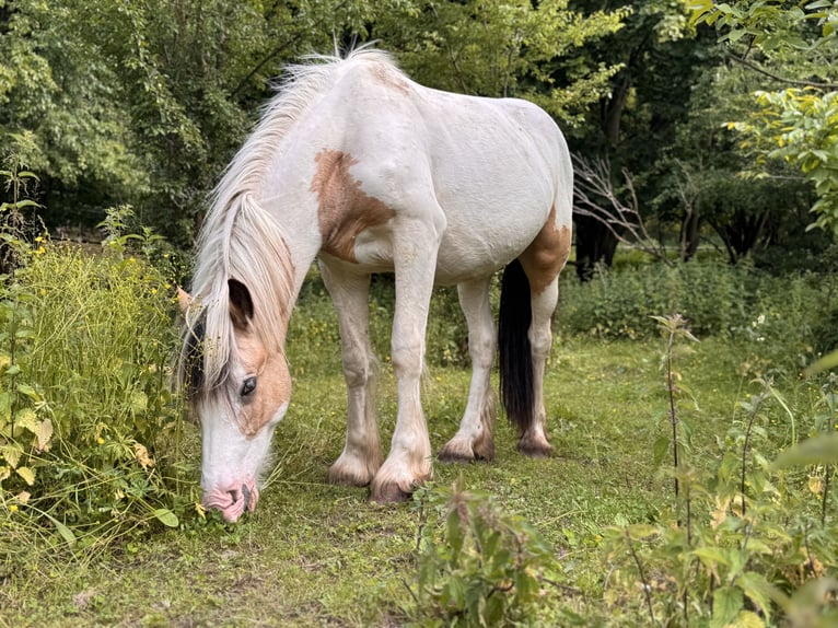 Cob Irlandese / Tinker / Gypsy Vanner Castrone 2 Anni 150 cm Pezzato in Sopot