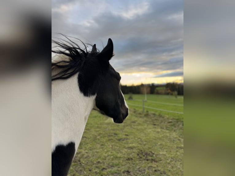 Cob Irlandese / Tinker / Gypsy Vanner Mix Castrone 2 Anni 150 cm Pezzato in H&#xF6;slwang