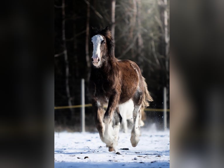 Cob Irlandese / Tinker / Gypsy Vanner Castrone 2 Anni 150 cm Roano blu in ToruńToruń