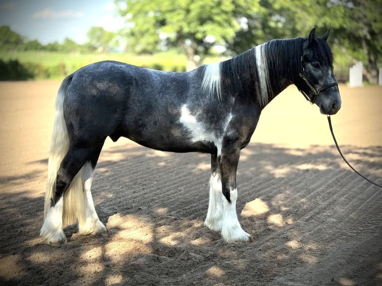 Cob Irlandese / Tinker / Gypsy Vanner Mix Castrone 2 Anni 152 cm Pezzato in De Leon, TX