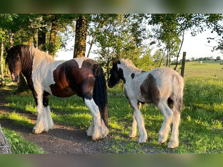 Cob Irlandese / Tinker / Gypsy Vanner Castrone 2 Anni 155 cm Pezzato in Parsau