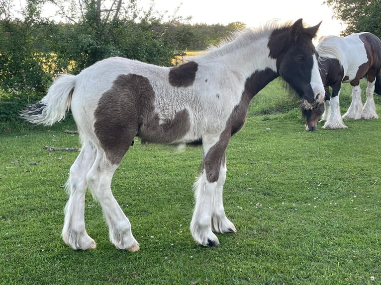 Cob Irlandese / Tinker / Gypsy Vanner Castrone 2 Anni 155 cm Pezzato in Parsau