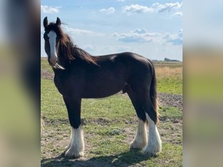 Cob Irlandese / Tinker / Gypsy Vanner Mix Castrone 2 Anni 158 cm Sauro scuro in Süderlügum